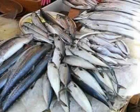 Le forêt “Dar Chichou”